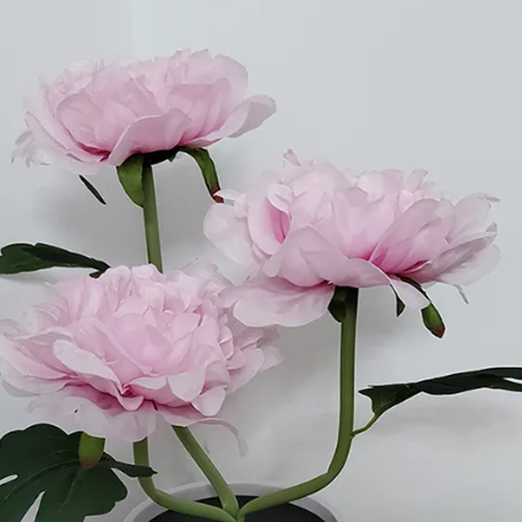 Pink peony flower lamp bloom detail